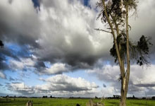 莫伊塞-基恩：希望卡拉菲奥里能够赶上次回合，我们很看重他.